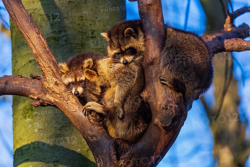 A group of raccoons sitting high in a tree