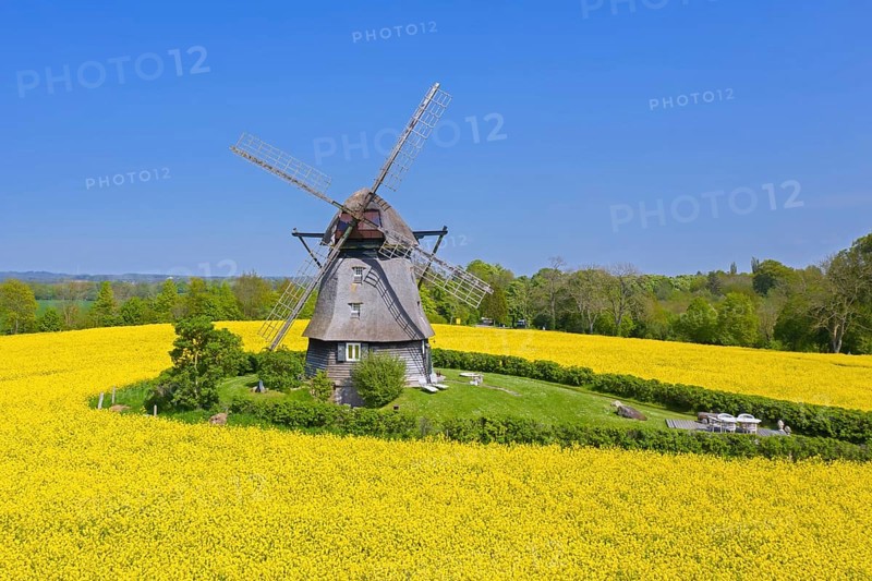 Farver Mühle, Farver windmill, smock mill in flowering rape field at Wangels, municipality in district Ostholstein, Schleswig-Holstein, Germany, Europe