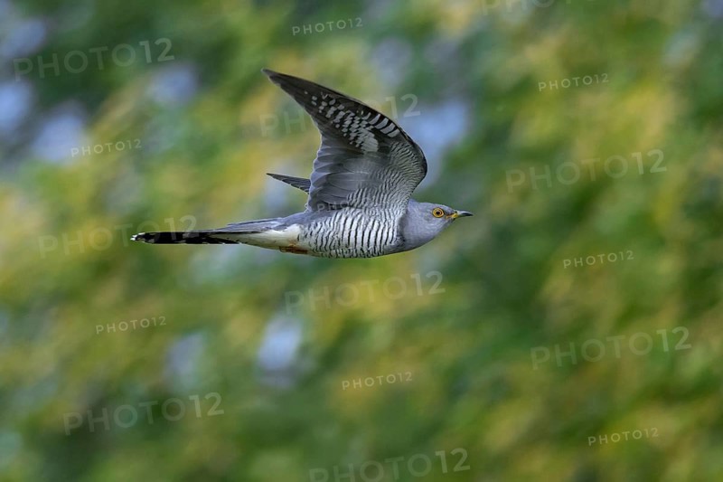 Common cuckoo (Cuculus canorus) adult male flying in forest in spring
