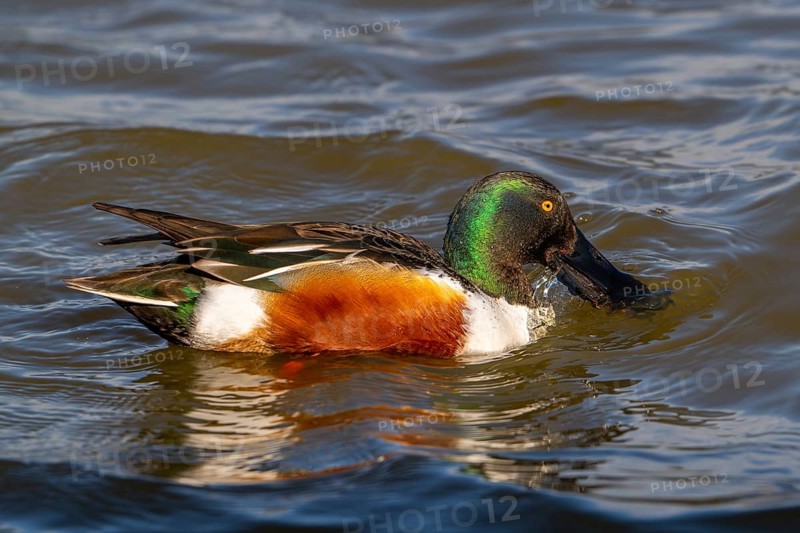Northern shoveler (Spatula clypeata) adult male skimming crustaceans and plankton from the water's surface with lamellae in bill that act like sieves