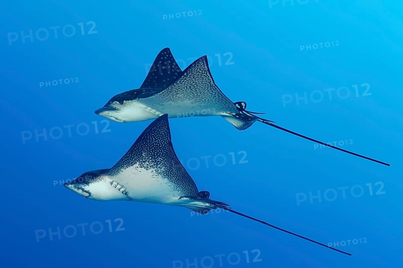 Spotted eagle ray (Aetobatus narinari), pair, swimming in the open sea, Tuamotu Archipelago, French Polynesia, South Pacific, Pacific Ocean, Oceania
