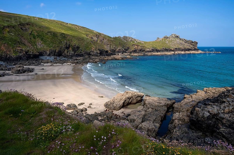 Coastal landscape. View of Treen Cove with its sandy beach and the headland of Gurnard's Head. In the foreground blooming sea carnations (Armeria maritima) and other wildflowers. Cornwall, England, Great Britain