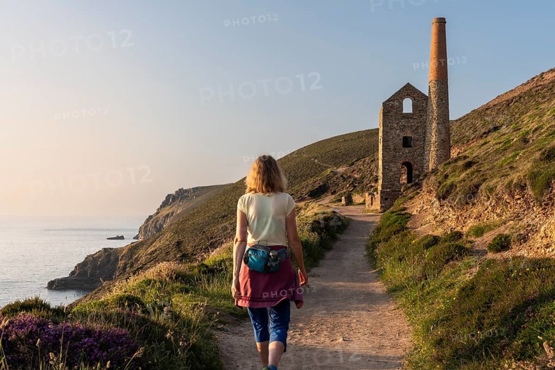 A hiker on the trail to the ruins of Wheal Coates, a former tin mine. The Towanroath Shaft. Pink flowering heather (Erica) by the wayside. Evening, golden hour. St Agnes, Cornwall, England, Great Britain