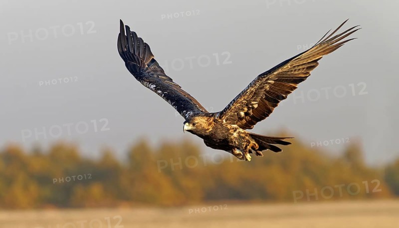 Spanish imperial eagle (Aquila adalberti) in flight at first morning light, Castilla-La Mancha, Spain, Europe