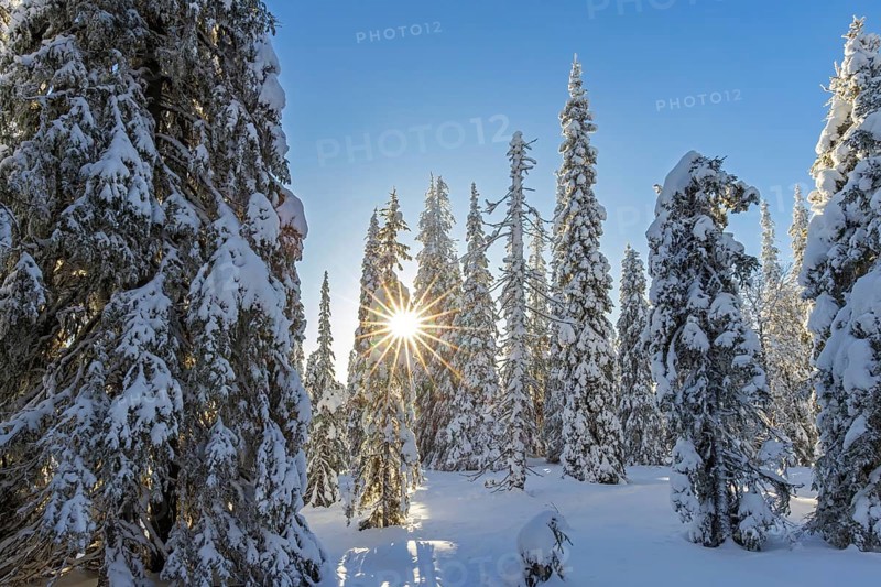 Snow covered spruce trees on the taiga forest in winter, Riisitunturi National Park in Finnish Lapland near Posio, Koillismaa, Lapland, Finland, Europe