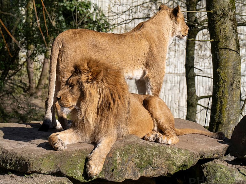 Two lions (Panthera leo) on a rocky plateau, male lion lying, female lion standing, occurring in South Africa and East Africa, captive