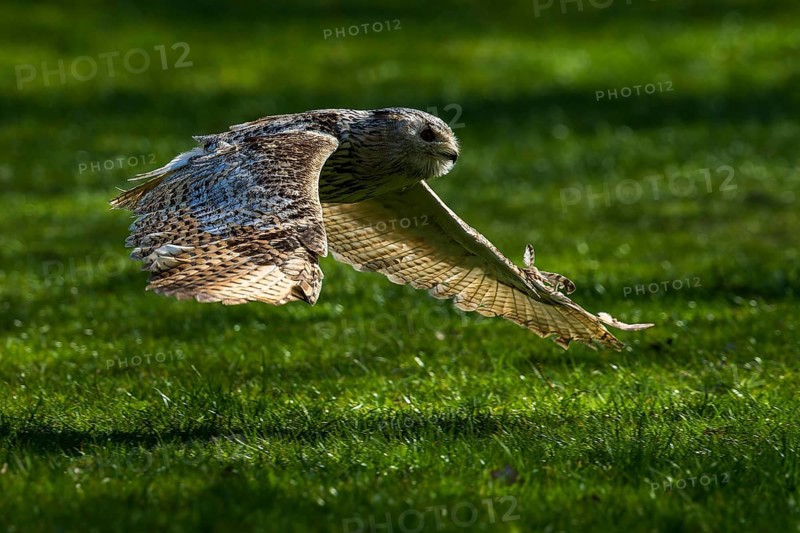 An owl flies with outstretched wings close to the ground over grass, Siberian Eagle Owl (Bubo bubosibiricus), Germany, Europe