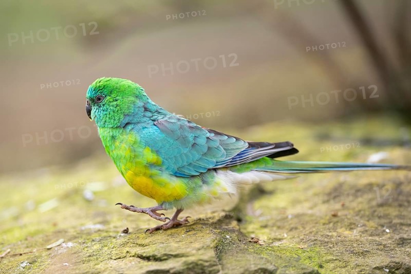Red-rumped parrot (Psephotus haematonotus) male walking on the ground, Bavaria, Germany, Europe