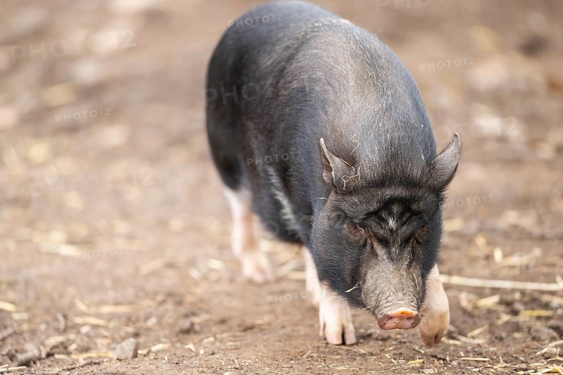 Vietnamese Pot-bellied pig standing on the ground, Bavaria, Germany, Europe