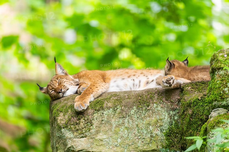 Eurasian lynx (Lynx lynx) mother with her youngsters (cubs) in a forest, Bavaria, Germany, Europe