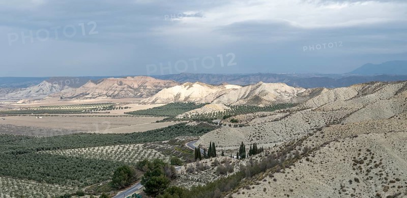 Desert landscape, olive trees, plantation, Gorafe desert, semi-desert, Granada, Andalusia, Spain, Europe