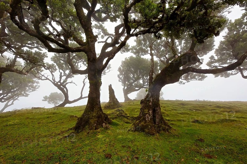 Alte knorrige Bäume in einem nebligen Wald, der eine ruhige, geheimnisvolle Stimmung erzeugt, Lorbeerwald, Fanal, Madeira