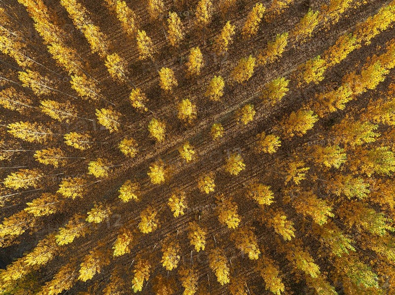 European Aspen (Populus tremula) in autumnal colours. Cultivated for timber. Aerial view. Drone shot. Granada province, Andalusia, Spain, Europe