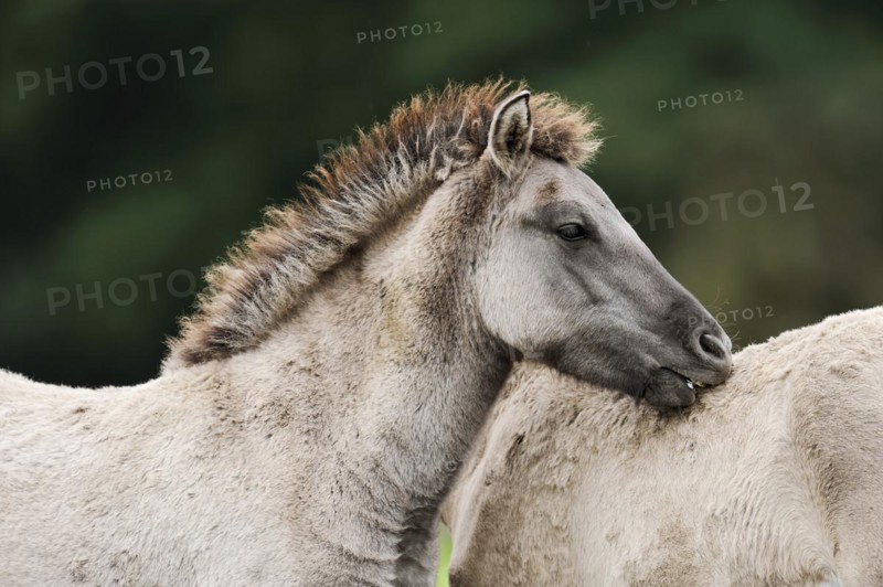 Dülmener Wildpferd, foal, Merfelder Bruch, Dülmen, North Rhine-Westphalia, Germany, Europe