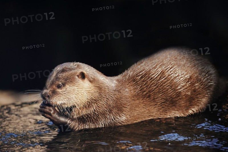 Dwarf otter or oriental small-clawed otter (Aonyx cinerea), adult, feeding, captive, occurring in Asia