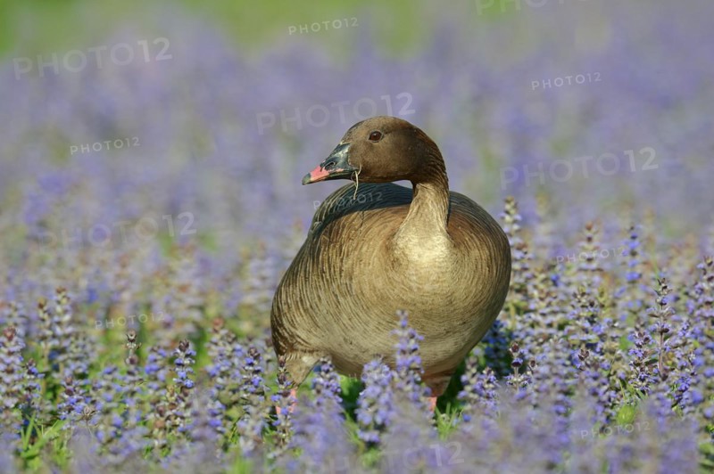Pink-footed goose (Anser brachyrhynchus), captive, occurring in Greenland, Iceland and Svalbard