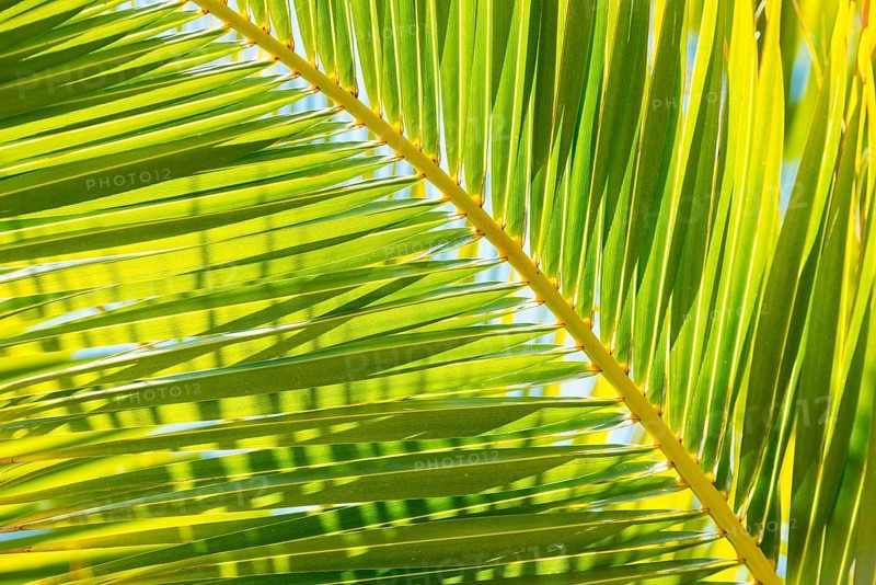 Sunlit palm leaf with shadow play of the leaf veins, cloudless blue sky in the background, close-up, backlight, Peguera or Paguera, Majorca, Spain, Europe
