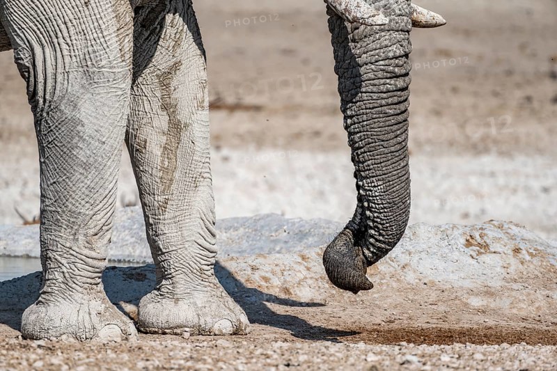 African elephant (Loxodonta africana), detail, twisted trunk, at a waterhole, Nebrowni Waterhole, Etosha National Park, Namibia, Africa