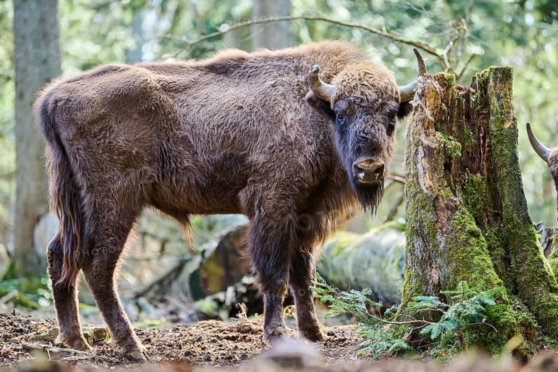 European bison (Bison bonasus) in a forest in spring, Bavarian Forest, Germany, Europe