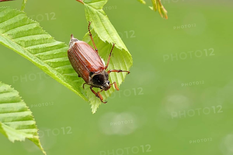 Wood cockchafer (Melolontha hippocastani), male, on leaves of a hornbeam (Carpinus betulus), Wilnsdorf, North Rhine-Westphalia, Germany, Europe