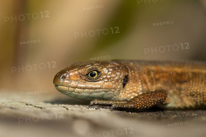 Common lizard (Zootoca vivipara) adult reptile basking on a wooden sleeper, England, United Kingdom, Europe