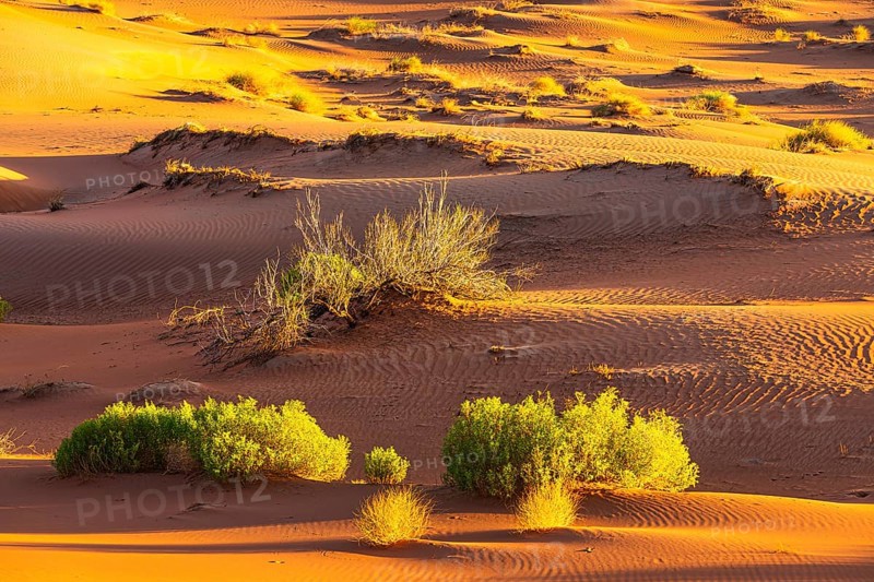 Wind-sculpted sand structure with green vegetation, in the Rub al Khali desert, Dhofar province, Arabian Peninsula, Sultanate of Oman