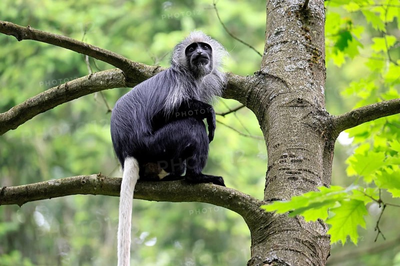 White-bearded snub-nosed monkey (Colobus polykomos), adult, sitting, on tree, foraging, alert