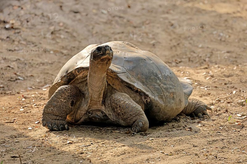 Galapagos giant tortoise (Chelonoidis niger), adult, foraging, captive, Galapagos Islands, Ecuador, South America