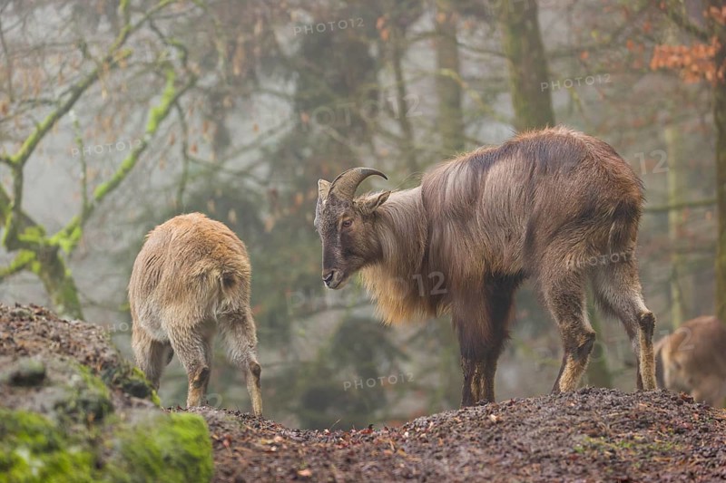 A male and a female Himalayan Tahr (Hemitragus jemlahicus) stand in the forest on a foggy day