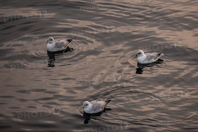 Northern fulmars (Fulmaris glacialis) swimming on the sea, Barents Sea, Northeast Iceland, Svalbard and Jan Mayen archipelago, Norway, Europe