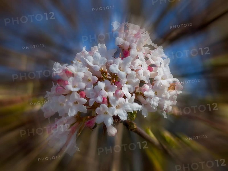 Fragrant snowball, snowball (Viburnum farreri), zoom effect