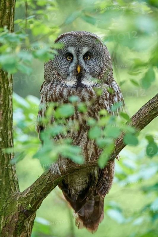 Bearded owl (Strix nebulosa), sitting quietly on a branch and observing, surrounded by green leaves, in a natural, quiet forest ambience