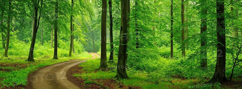 Hiking trail through green beech forest to the Heilige Hallen, natural forest reserve in the Feldberger Seenlandschaft nature park Park, Mecklenburg-Western Pomerania, Germany, Europe
