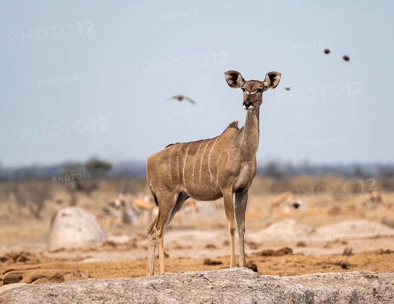 Greater kudu (Tragelaphus strepsiceros), adult female, Nxai Pan National Park, Botswana, Africa