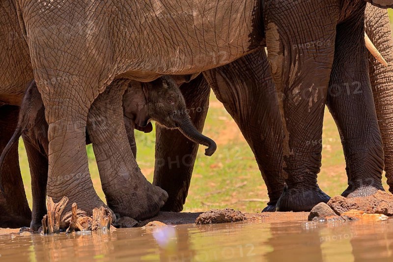African elephant (Loxodonta africana), young animal, calf, baby elephant, mother, young animal with mother, at the water, Kruger National Park, Kruger National Park, South Africa, Africa