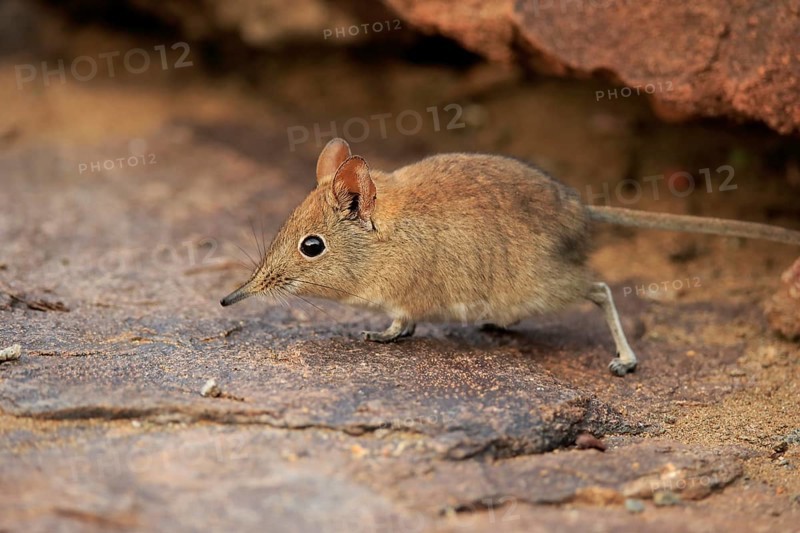 Short-eared elephant shrew, (Macroscelides probosideus), adult, foraging, Mountain Zebra National Park, Eastern Cape, South Africa, Africa