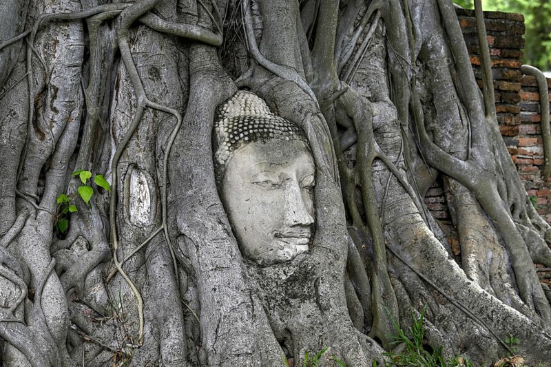 Sandstone Buddha head at the foot of a Bodhi tree in Wat Mahathat, Temple of the Great and Holy Relic, Ayutthaya, Ayutthaya Province, Thailand, Asia