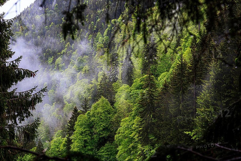 Dense coniferous forest in the mountains with a light mist that emphasises the lush green tones of the trees