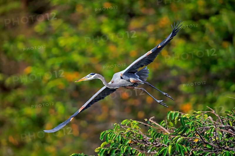 Canada Heron (Ardea herodias), adult flying, Wakodahatchee Wetlands, Delray Beach, Florida, USA, North America