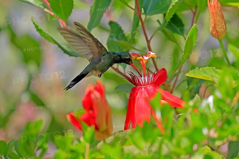 Broad-billed hummingbird (Cynanthus latirostris), adult, male, flying, on flower, foraging, Sonoran Desert, Arizona, North America, USA, North America