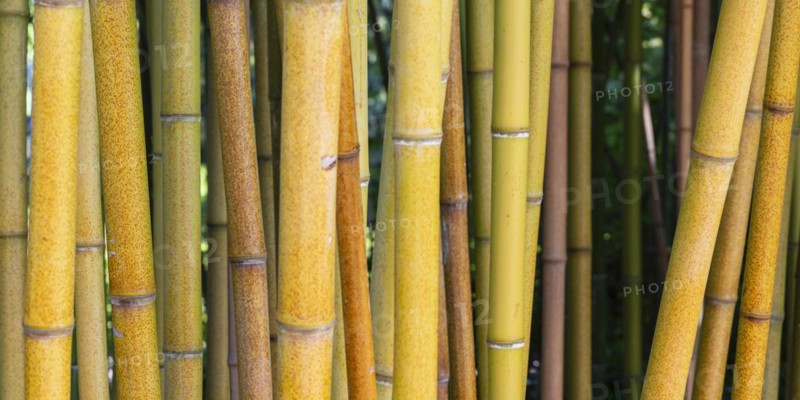 Rough yellow bamboo, Phyllostachys aureosulcata, Lake Constance region, Baden-Württemberg, Germany, Europe