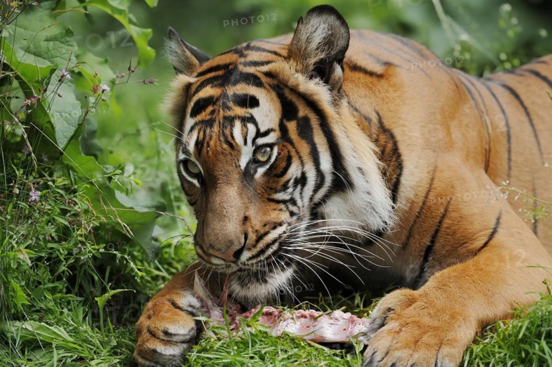 Sumatran tiger (Panthera tigris sumatrae), feeding, captive, occurring on Sumatra, Indonesia, Asia