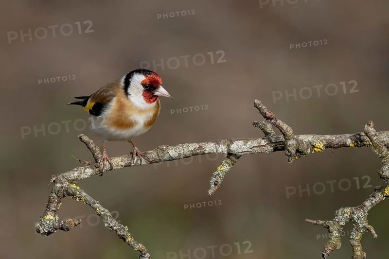 European goldfinch (Carduelis carduelis) sitting on a deadwood branch, Austria, Upper Austria, Europe
