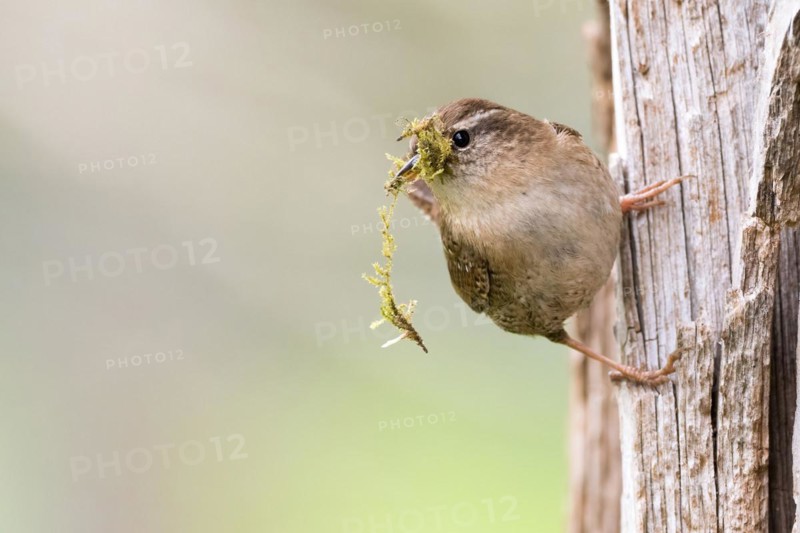 Eurasian wren (Troglodytes troglodytes) holding green moss, nesting material, in its beak and standing on a tree trunk, Hesse, Germany, Europe