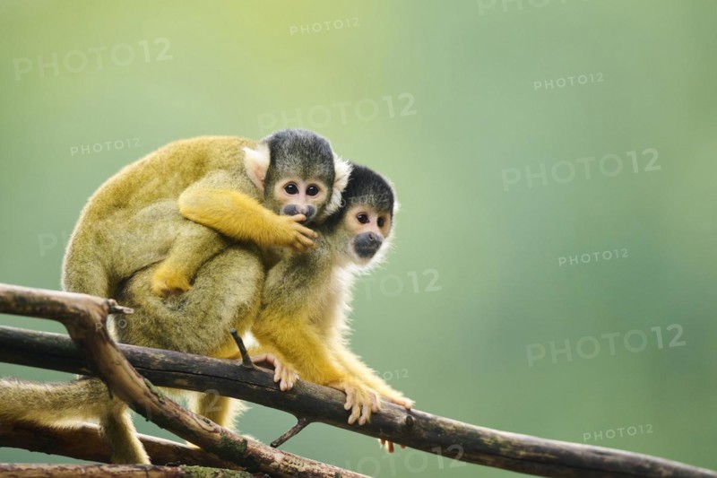 Common squirrel monkey (Saimiri sciureus) mother with her youngster, captive, distribution South America