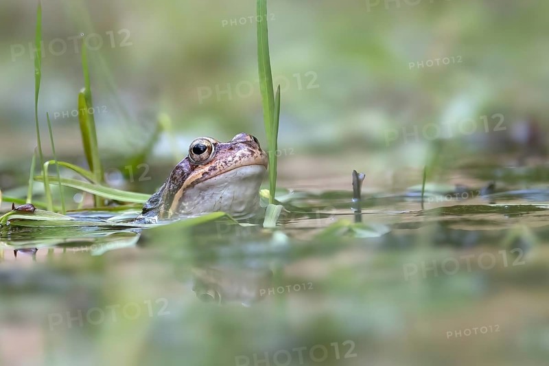 Common frog (Rana temporaria) in spawning waters, Austria, Upper Austria, Europe