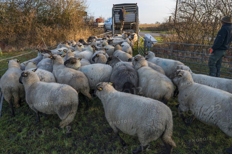 Black-headed domestic sheep (Ovis gmelini aries) being loaded onto a double-decker cattle trailer, Mecklenburg-Western Pomerania, Germany, Europe