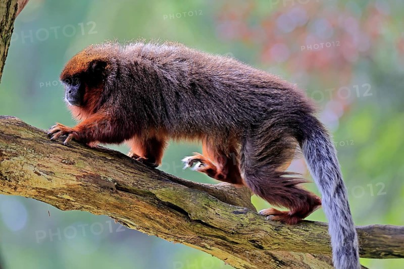 Coppery titi (Plecturocebus cupreus, Syn.: Callicebus cupreus), adult, running, tree trunk, South America