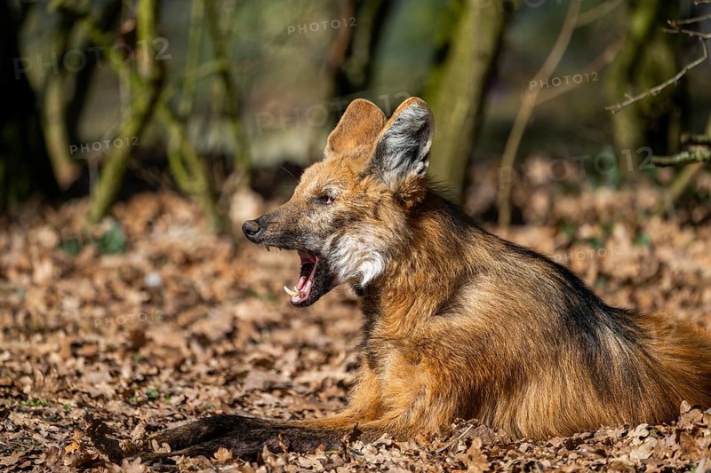 Maned wolf (Chrysocyon brachyurus) in a forest, captive, Germany, Europe