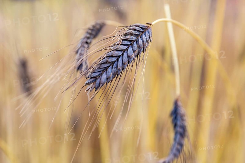 Black emmer (Triticum dicoccon var.atratum), spike, Burggarten Cadolzburg, Bavaria, Germany, Europe